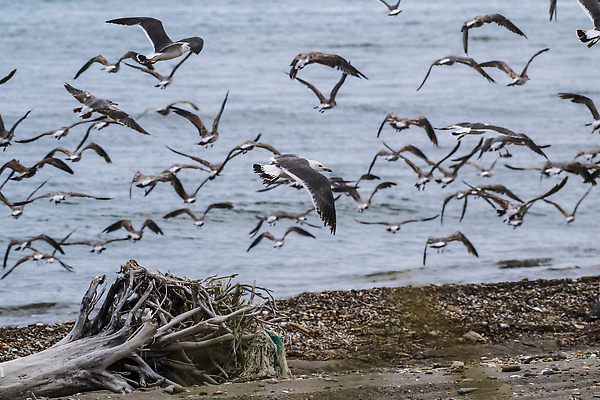 포토 JPG 해외이미지 동물 호수 야생동물 바다 자연 갈매기 조류 하늘 풍경 사람없음 물 파란색 강 추위 연못 왜가리 해외202309 해외포토 자연요소 컬러 생태계 파일형식