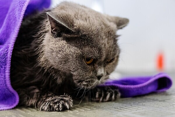 포토 JPG 해외이미지 동물 직업 헤어스타일 응시 건조 수영장 털 실내 건강 사람없음 물 반려동물 수건 뷰티 머리 귀여움 상점 고양이 젖음 공구 붓 머리빗 화려 빨래 작음 미용사 모피 자르기 청소 서비스 솜털 샴푸 몸단장 다듬기 돌봄 샤워실 위생관리 이발사 순혈 해외202309 해외포토 자연요소 시선 컨셉 가사 포유류 모션 관리 내부 신체부위 위생용품 도구 미용용품 크기 샤워시설 파일형식