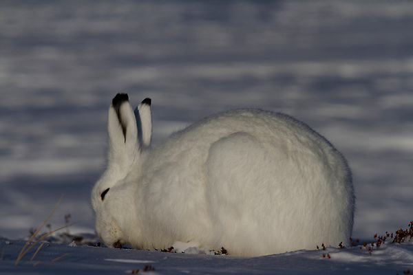 포토 JPG 해외이미지 동물 응시 계절 야생동물 캐나다 겨울 포유류 자연 그림자 앉기 사람없음 야외 파란색 햇빛 검은색 듣기 덮개 흰색 토끼 관찰 닫기 방목 땅 북극 버드나무 귀 변장 북쪽 노려봄 내추럴 찰과상 해외202309 해외포토 나무 시선 컬러 북아메리카 모션 표정 신체부위 반려동물 태양 뚜껑 축산업 상처 극지방 방향 생태계 파일형식