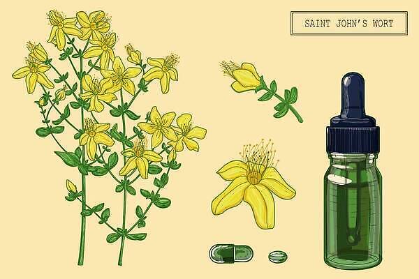 EPS 해외이미지 꽃 일러스트 사람없음 알약 약초 오일 허브 오일병 해외202309 해외일러스트 식물 음식 약 화장품 풀_식물 파일형식 벡터