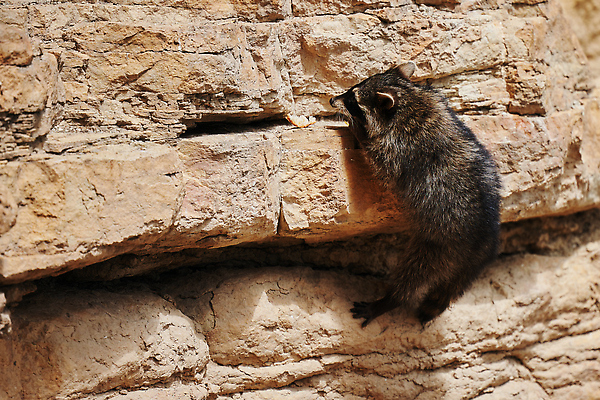 포토 JPG 해외이미지 주간 동물 얼굴 야생동물 어린이 음식 캐나다 포유류 가족 포옹 자연 털 가면 사람없음 야외 뷰티 갈색 걷기 환경 미국 회색 아기 모피 호기심 육식동물 캘리포니아 동영상 지능 플로리다 해외202309 해외포토 자연요소 감정 컬러 컨셉 북아메리카 관계 안기 모션 사람 신체부위 생태계 파일형식