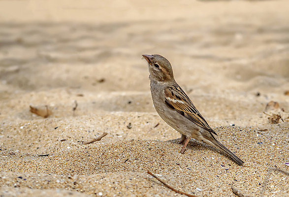 포토 JPG 해외이미지 동물 1 응시 공원 야생동물 음식 모래 컬러 백그라운드 자연 조류 앉기 사람없음 야외 파란색 컬러풀 뷰티 갈색 환경 사막 나뭇가지 닫기 작음 깃털 호기심 부리 참새 내추럴 동물상 수유 카피스페이스 해외202309 해외포토 나무 시선 공공시설 감정 컨셉 모션 조형물 공백 크기 생태계 파일형식