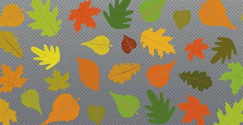 EPS 해외이미지 나무 식물 디자인 계절 컬러 백그라운드 단풍 잎 꽃무늬 패턴 오렌지 일러스트 자연 벽지 추상 프레임 장식 가로 빨간색 초록색 세트 컬러풀 뷰티 갈색 노란색 가을 흰색 신용카드 황금 숲 9월 11월 질감 10월 내추럴 고립 엘리먼트 벡터 국경 해외202309 해외일러스트 꽃 무늬 과일 금융 날짜 생태계 파일형식