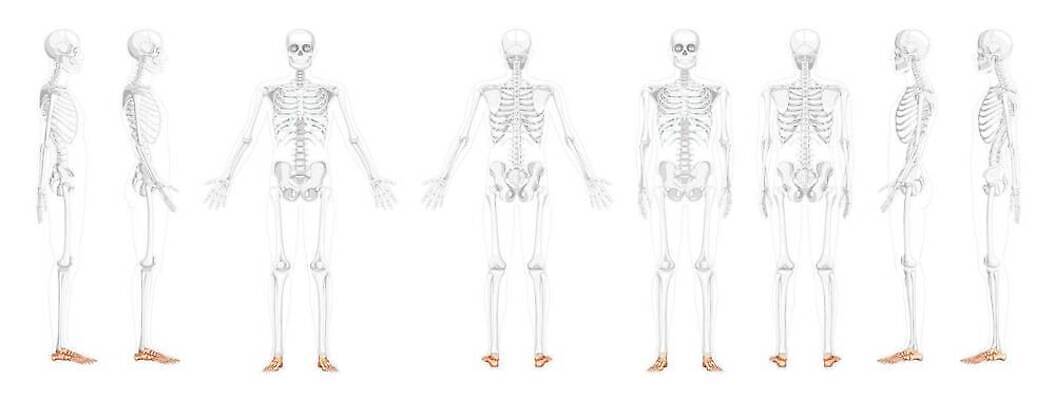 EPS 해외이미지 손 여자 남자 과학 신체 일러스트 해부 뼈 골격 사람 머리 3D 플랫 그림 관절염 시스템 발가락 팔 발목 바비큐립 고립 궤 양발 우수 해골모형 벡터 해외202309 해외일러스트 의학 발 신체부위 모형 질병 바비큐 절기 디지털합성 파일형식