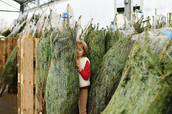 포토 JPG 해외이미지 나무 전통 행복 유럽 어린이 크리스마스 포장 가족 엄마 휴가 새로움 새해 함께함 한명 미소 웃음 장식 농장 꼬리표 상점 축제 덮개 바늘 그물 시장 선택 구매 가격 연도 무역 침엽수 전나무 공평 유지 슈퍼마켓 크리스마스이브 해외202309 해외포토 식물 1 기념일 감정 나라 산업 컨셉 농업 관계 표정 사람 쇼핑 라벨 뚜껑 도구 파일형식