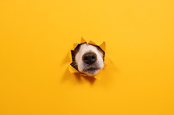 포토 JPG 해외이미지 사람없음 반려동물 노란색 구멍 개 강아지 코 잭러셀테리어 해외202309 해외포토 동물 컬러 포유류 신체부위 테리어 파일형식