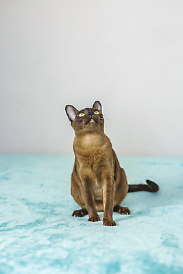 포토 JPG 해외이미지 앉기 사람없음 파란색 귀여움 고양이 해외202309 해외포토 컬러 컨셉 포유류 모션 반려동물 파일형식