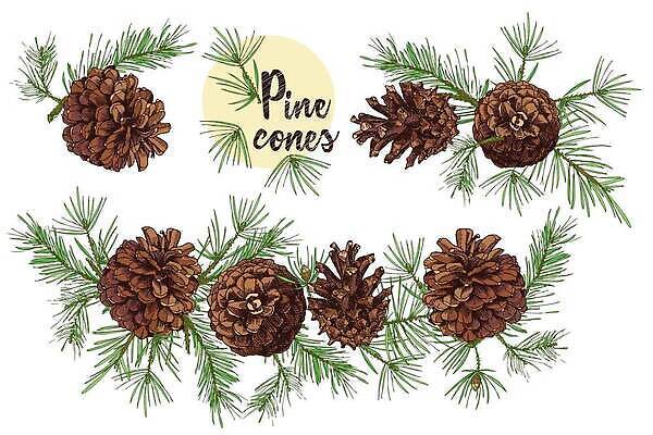 EPS 해외이미지 크리스마스 겨울 일러스트 사람없음 솔방울 솔잎 해외202309 해외일러스트 계절 기념일 잎 파일형식 벡터