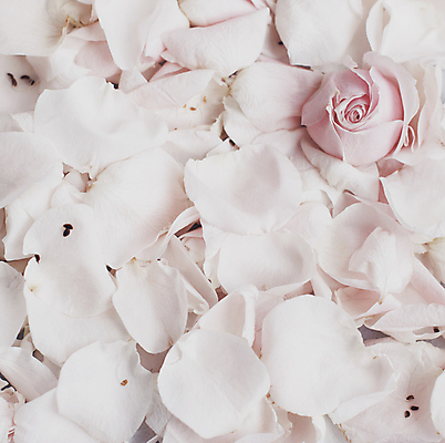 포토 JPG 해외이미지 꽃잎 백그라운드 자연 사람없음 장미 해외202309 해외포토 꽃 생태계 파일형식