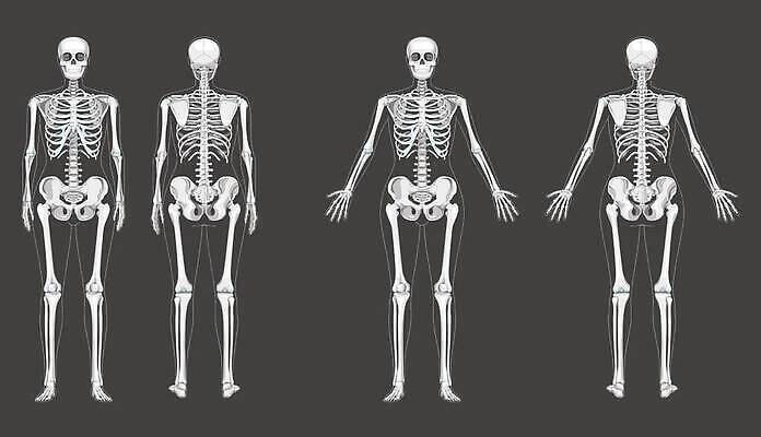 EPS 해외이미지 모델 손 남자 실루엣 선 과학 신체 일러스트 해부 뼈 골격 건강 미술 사람 그래픽 3D 검은색 할로윈 흰색 죽음 플랫 만화 수집 척추 박물관 생물학 시스템 팔 고립 양발 옛날 해골모형 벡터 현실 해외202309 해외일러스트 교육 컬러 의학 문화예술 촬영기법 신체부위 모형 디지털합성 파일형식