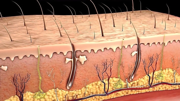 포토 JPG 해외이미지 디자인 십자가 신체 일러스트 해부 세포 건강 미술 사람 사람없음 그래픽 태양 손상 고통 무대 감각 조직 오르간 상처 사건 피부 생물학 땀 암 돌봄 증상 화상 막 해외202309 해외포토 자연요소 교육 감정 컨셉 의학 모션 문화예술 신체부위 건반악기 질병 파일형식
