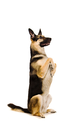 포토 JPG 해외이미지 동물 캐릭터 백그라운드 포유류 자연 실내 성인 사람없음 반려동물 뷰티 갈색 쌓기 검은색 흰색 양치기 개 보호 모피 위치 노력 동쪽 송곳니 내추럴 고립 공격적 기르기 복종 유래 진실 충실 순혈 해외202309 해외포토 직업 컬러 컨셉 모션 사람 내부 치아 방향 생태계 돌봄 파일형식