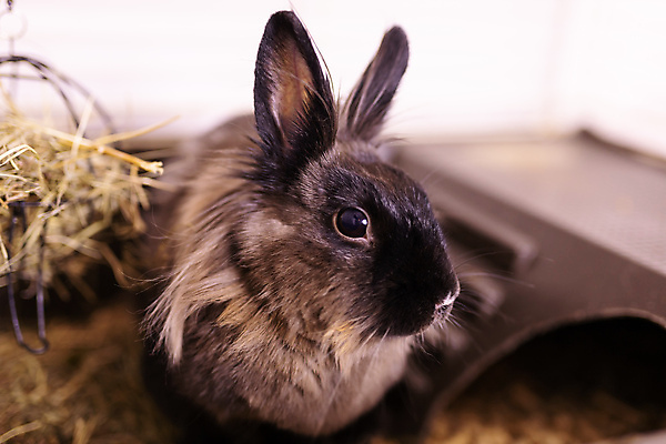 포토 JPG 해외이미지 한마리 포유류 실내 사람없음 반려동물 갈색 토끼 작음 케이지 해외202309 해외포토 반려용품 동물 1 컬러 내부 크기 오브젝트 파일형식