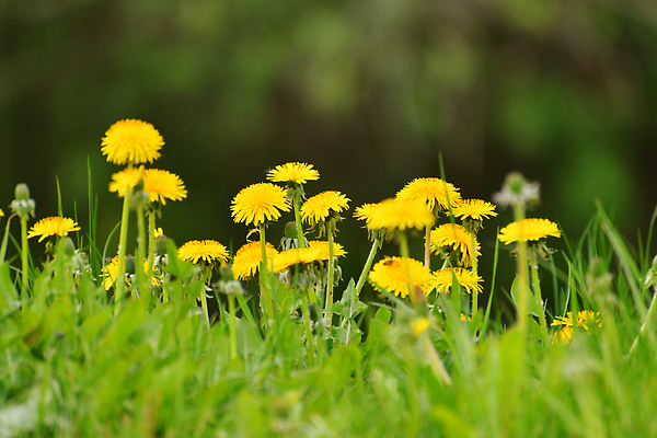 포토 JPG 해외이미지 식물 공원 꽃 컬러 백그라운드 꽃무늬 밭 자연 날씨 풍경 잔디 사람없음 야외 초록색 여름 뷰티 노란색 평화 우주 정원 화목 봄 활발 민들레 묘사 원예 해외202309 해외포토 계절 공공시설 컨셉 무늬 농업 취미 생태계 파일형식