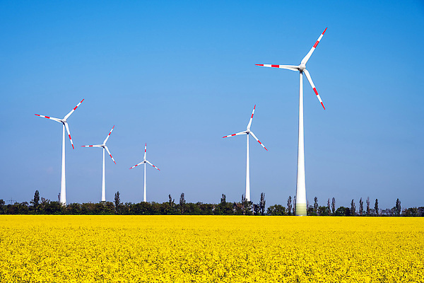 포토 JPG 해외이미지 식물 꽃 농업 자연 바람 사람없음 농작물 글로벌 농장 노란색 환경 힘 재활용 에너지 벚꽃 바퀴 개화 그린에너지 시리얼 유채 엔진 유지 온실 카놀라 효과 해외202309 해외포토 자연요소 산업 음식 컬러 날씨 친환경 생태계 파일형식