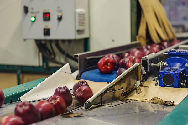 포토 JPG 해외이미지 식물 손 산업 선 음식 중년 백그라운드 농업 다이어트 과일 공장 자연 탁자 건강 웃음 사람없음 빨간색 초록색 컬러풀 기계 침묵 신선 최고 플랫 사과 정상 유기농 날것 통나무 비타민 직사각형 내추럴 방법 분류 숙성 제어 조작 채식주의자 해외202309 해외포토 도형 나무 웰빙 컬러 가구 공업 표정 성인 신체부위 소리 생태계 채식 영양소 파일형식
