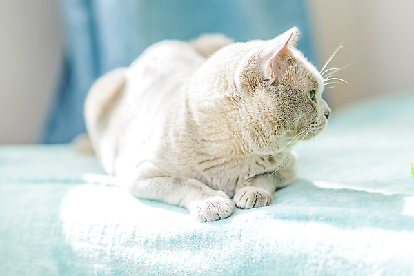 포토 JPG 해외이미지 사람없음 파란색 귀여움 고양이 커튼 해외202309 해외포토 컬러 컨셉 포유류 반려동물 파일형식