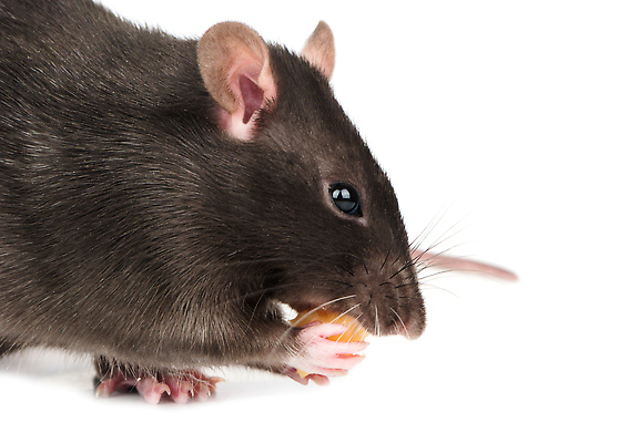 포토 JPG 해외이미지 동물 응시 얼굴 백그라운드 포유류 치즈 수염 털 사람없음 반려동물 달리기 뷰티 갈색 머리 검은색 회색 흰색 점 해충 쥐 설치류 작음 수줍음 모피 먹기 심볼 호기심 코 꼬리 냄새 귀 솜털 고립 해외202309 해외포토 시선 감정 컬러 컨셉 모션 유제품 신체부위 벌레 크기 파일형식