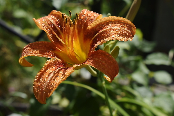 포토 JPG 해외이미지 식물 계절 꽃잎 꽃 컬러 백그라운드 꽃무늬 밭 오렌지 자연 잔디 사람없음 야외 장식 초록색 물 여름 컬러풀 뷰티 노란색 정원 봄 활발 젖음 성장 벚꽃 꽃술 신선 개화 호랑이 떨어짐 약초 이슬 백합 빗방울 허브 화단 내추럴 꽃수술 세련 해외202309 해외포토 자연요소 컨셉 무늬 농업 과일 포유류 풀_식물 비_날씨 생태계 파일형식