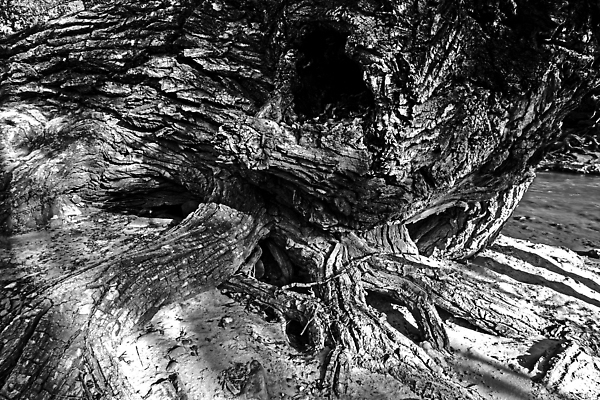 포토 JPG 해외이미지 나무 식물 공원 모래 컬러 여행 잎 자연 추상 흑백 사람없음 야외 목재 물 뷰티 환경 골짜기 하이킹 사막 보호 숲 질감 나무껍질 서식지 생태학 전국 해외202309 해외포토 자연요소 공공시설 교육 컨셉 무늬 재료 레저 촬영기법 껍질 생태계 파일형식