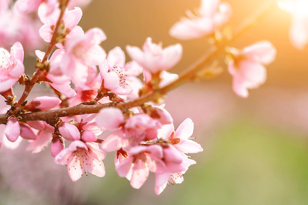 포토 JPG 해외이미지 나무 식물 디자인 계절 꽃 줄기 분홍색 백그라운드 잎 꽃무늬 자연 벽지 하늘 프레임 잔디 사람없음 야외 초록색 파란색 컬러풀 뷰티 정원 봄 벚꽃 나뭇가지 축하 신선 개화 체리 과수원 순수 복숭아 향 자두 살구 국경 해외202309 해외포토 컬러 컨셉 무늬 농업 과일 생태계 파일형식
