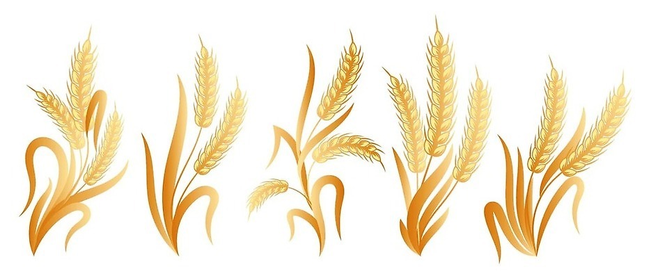 EPS 해외이미지 식물 디자인 음식 빵 줄기 백그라운드 잎 농업 일러스트 옥수수 미술 씨앗 그래픽 농작물 세트 농장 수확 황금 인쇄 낟알 시리얼 밀 다발 수집 그림 유기농 보리 귀 밀가루 스파이크 밀짚 내추럴 고립 밭일 엘리먼트 호밀 벡터 비건 귀리 국경 해외202309 해외일러스트 웰빙 산업 문화예술 곡류 신체부위 짚 가루 채식주의자 파일형식