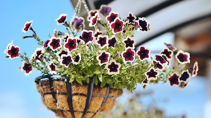 포토 JPG 해외이미지 식물 외관 계절 꽃잎 꽃 벽 분홍색 컬러 꽃다발 백그라운드 잎 꽃무늬 자연 매달리기 사람없음 야외 장식 초록색 컬러풀 뷰티 환경 정원 보라색 봄 성장 벚꽃 흰색 신선 개화 냄비 자주색 잡종 7월 내추럴 고립 생태학 피튜니아 해외202309 해외포토 교육 무늬 모션 날짜 솥 생태계 파일형식