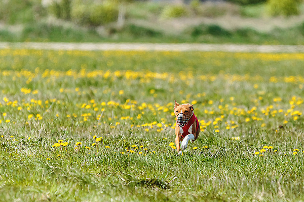포토 JPG 해외이미지 동물 공원 행복 스포츠 셔츠 밭 포유류 모션 자연 놀이 건강 사람없음 야외 초록색 달리기 햇빛 뷰티 우주 정원 맑음 점프 검은색 경쟁 에너지 레이싱 잡기 개 유혹 강의 테리어 속도 호기심 사냥 사냥개 섬광 순간 순혈 해외202309 해외포토 공공시설 감정 컬러 컨셉 상의 농업 날씨 시합 태양 생태계 파일형식