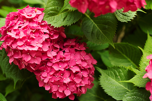 포토 JPG 해외이미지 식물 계절 꽃잎 꽃 분홍색 컬러 백그라운드 꽃무늬 자연 사람없음 여름 뷰티 정원 봄 벚꽃 신선 개화 닫기 소프트포커스 다발 원예 수국 내추럴 블러 해외202309 해외포토 무늬 모션 촬영기법 취미 생태계 파일형식