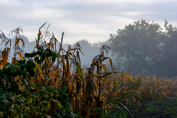 포토 JPG 해외이미지 나무 식물 꽃잎 잎 밭 농업 오렌지 자연 하늘 아침 옥수수 사람없음 가로 초록색 물 파란색 빛 농장 농경지 노란색 일출 환경 정원 웹 새벽 젖음 수확 안개 성장 가을 나뭇가지 농촌 시골 떨어짐 이슬 작음 수분 낟알 땅 속도 부드러움 깊이 뿌연 수평선 해외202309 해외포토 주간 자연요소 계절 꽃 산업 컬러 컨셉 인터넷 과일 날씨 곡류 노을 감각 크기 생태계 파일형식