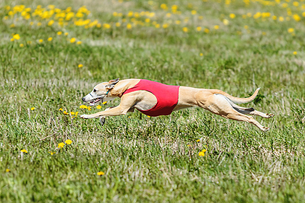 포토 JPG 해외이미지 동물 공원 행복 스포츠 셔츠 밭 포유류 모션 자연 놀이 건강 사람없음 야외 초록색 달리기 햇빛 뷰티 우주 정원 맑음 점프 검은색 경쟁 에너지 레이싱 잡기 개 유혹 강의 테리어 속도 호기심 사냥 사냥개 섬광 순간 순혈 해외202309 해외포토 공공시설 감정 컬러 컨셉 상의 농업 날씨 시합 태양 생태계 파일형식