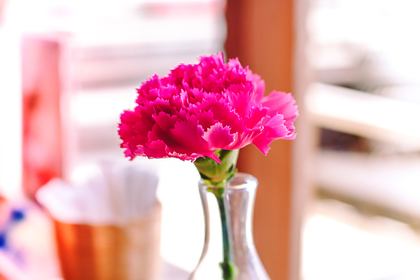 포토 JPG 해외이미지 식물 꽃잎 꽃 분홍색 컬러 꽃다발 백그라운드 잎 꽃무늬 자연 유리 탁자 선물 사람없음 장식 초록색 뷰티 꽃병 보라색 벚꽃 흰색 신선 개화 다발 내추럴 해외202309 해외포토 가구 무늬 재질 생태계 파일형식