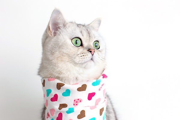 포토 JPG 해외이미지 동물 접시 응시 음식 다이어트 실내 앉기 사람없음 반려동물 목도리 식사 저녁식사 고양이 흰색 기다림 맛 먹이 갈증 배고픔 흰배경 냅킨 솜털 점심식사 고립 스타일 카피스페이스 맛있는 비어있는 순혈 해외202309 해외포토 식기 시선 잡화 컬러 백그라운드 컨셉 포유류 모션 건강 내부 공백 파일형식