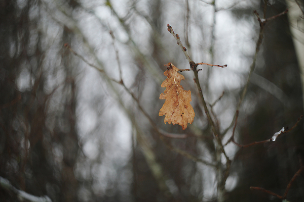 포토 JPG 해외이미지 나무 식물 계절 공원 실루엣 줄기 백그라운드 잎 패턴 모션 자연 아침 바람 추상 풍경 사람없음 야외 빛 뷰티 노란색 환경 정원 고요 추위 가을 나뭇가지 황금 선택 떨어짐 소프트포커스 숲 12월 11월 묘사 질감 10월 벌거벗은 해외202309 해외포토 주간 자연요소 공공시설 컬러 컨셉 무늬 날씨 촬영기법 날짜 생태계 파일형식