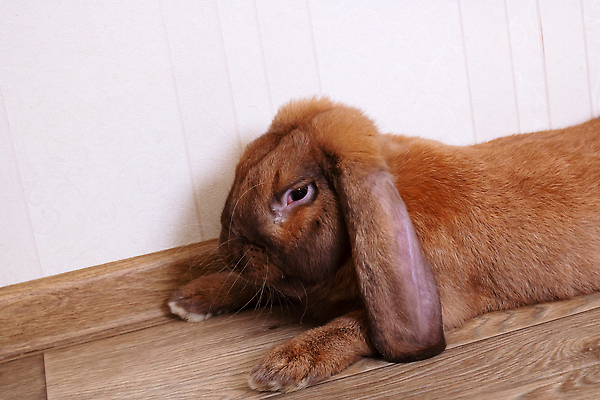 포토 JPG 해외이미지 동물 손 여자 야생동물 백그라운드 장난 포유류 자연 탁자 아파트 주택 털 실내 사랑 성인 사람없음 빨간색 반려동물 뷰티 귀여움 방 토끼 잡기 설치류 작음 귀 대리석 솜털 주인 기르기 동물상 동반자 해외202309 해외포토 감정 컬러 가구 컨셉 재료 모션 사람 내부 건물 신체부위 조형물 크기 생태계 돌봄 파일형식