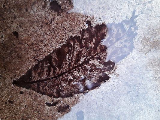 포토 JPG 해외이미지 식물 1 계절 공원 컬러 단풍 잎 자연 벽지 사람없음 야외 그래픽 회색 정사각형 시멘트 내추럴 해외202309 해외포토 도형 공공시설 생태계 파일형식