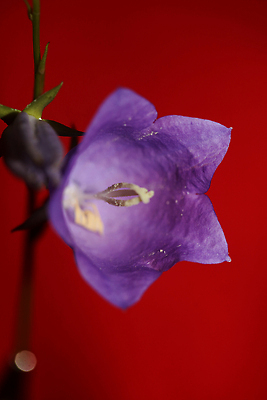 포토 JPG 해외이미지 식물 꽃잎 꽃 컬러 백그라운드 잎 꽃무늬 자연 휴가 사람없음 장식 초록색 여름 파란색 컬러풀 뷰티 정원 보라색 봄 벚꽃 종 시골 개화 닫기 제비꽃 원예 생물학 라일락 내추럴 블루벨 해외202309 해외포토 계절 교육 무늬 모션 취미 생태계 파일형식