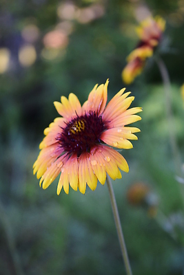 포토 JPG 해외이미지 식물 계절 꽃잎 꽃 야생동물 줄기 잎 꽃무늬 오렌지 사람없음 야외 장식 빨간색 초록색 빛 뷰티 노란색 들꽃 성장 벚꽃 신선 개화 비교 닫기 인도인 수집 허브 묘사 만족 싱글 데이지 거베라 꽃수술 동물상 해외202309 해외포토 외국인 동물 감정 컬러 컨셉 무늬 과일 모션 동양인 조형물 파일형식