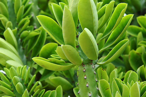 포토 JPG 해외이미지 식물 백그라운드 잎 자연 친절 선인장 건조 종류 사람없음 초록색 바늘 가시 관목 날카로움 스파이크 남쪽 경보 다육식물 세이지 이국적 해외202309 해외포토 나무 컬러 도구 방향 생태계 파일형식