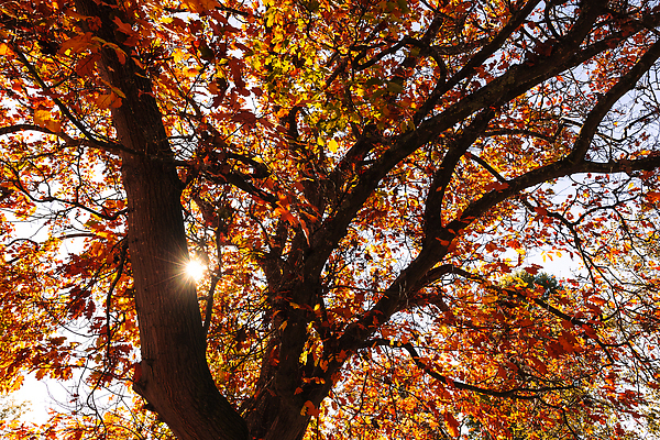 포토 JPG 해외이미지 나무 식물 계절 공원 호수 여행 잎 오렌지 자연 추상 휴식 따뜻함 풍경 사람없음 야외 물 빛 컬러풀 뷰티 반사 노란색 환경 정원 침묵 활발 가을 전원 시골 황금 호주 숲 장면 내추럴 구식 멜버른 해외202309 해외포토 자연요소 공공시설 컬러 컨셉 무늬 과일 소리 오세아니아 전기에너지 생태계 파일형식