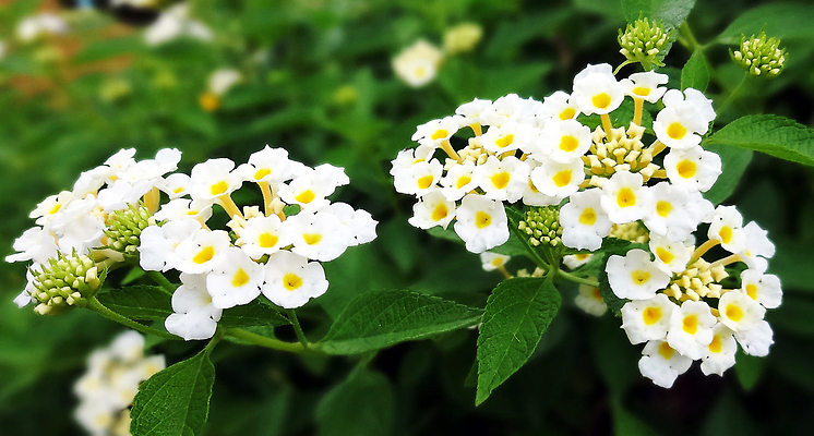 포토 JPG 해외이미지 꽃 잎 자연 사람없음 흰색 화려 원예 해외202309 해외포토 식물 컬러 컨셉 취미 생태계 파일형식