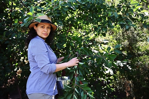 포토 JPG 해외이미지 나무 계절 여자 열매 음식 농업 과일 사다리 한명 야외 수확 성장 나뭇가지 시골 신선 개화 인스턴트 농부 과수원 수집 유기농 원예 밀짚모자 건강식 밭일 숙성 원예사 화창 카피스페이스 해외202309 해외포토 식물 직업 모자_잡화 1 웰빙 꽃 산업 날씨 사람 취미 공백 도구 파일형식