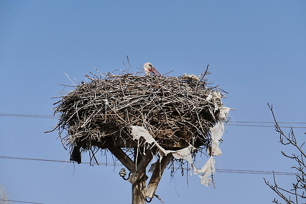 포토 JPG 해외이미지 동물 남자 야생동물 백그라운드 자연 조류 사람없음 야외 물 강 습기 아기 둥지 지역 내추럴 황새 해외202309 해외포토 자연요소 사람 생태계 파일형식