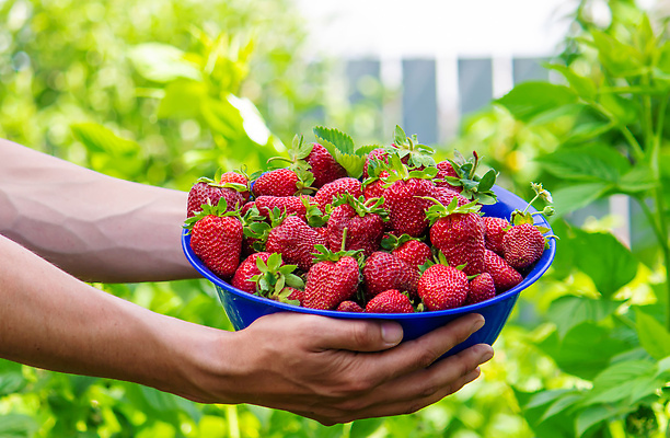 포토 JPG 해외이미지 식물 손 계절 열매 음식 백그라운드 잎 농업 다이어트 과일 자연 딸기 디저트 건강 사람 사람없음 빨간색 초록색 여름 농작물 농장 정원 수확 성장 신선 잡기 그룹 달콤 맛 농부 수집 먹기 유기농 원예 날것 비타민 내추럴 밭일 숙성 채식주의자 맛있는 해외202309 해외포토 직업 웰빙 산업 컬러 컨셉 모션 취미 신체부위 생태계 채식 영양소 파일형식