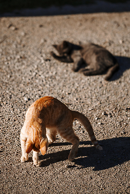 포토 JPG 해외이미지 나무 식물 동물 커플 행복 얼굴 백그라운드 장난 포유류 가족 모션 자연 털 사랑 사람없음 야외 여름 반려동물 뷰티 귀여움 고양이 흰색 아기 달콤 작음 호기심 얼룩무늬 솜털 유래 해외202309 해외포토 계절 감정 컬러 컨셉 무늬 관계 사람 신체부위 맛 크기 생태계 파일형식