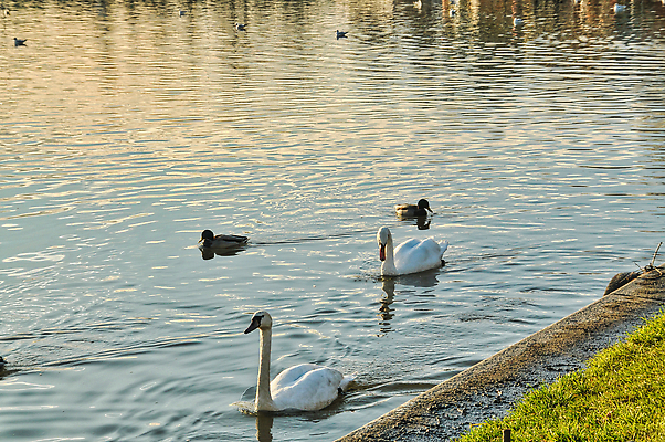 포토 JPG 해외이미지 여행 자연 오리 파노라마 풍경 사람없음 야외 가로 물 강 도시풍경 일몰 도시 광택 폴란드 랜드마크 크라쿠프 해외202309 해외포토 자연요소 유럽 조류 촬영기법 노을 생태계 파일형식