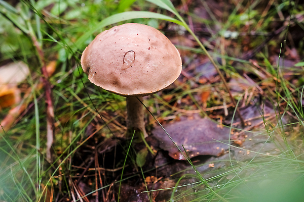 포토 JPG 해외이미지 식물 계절 야생동물 음식 여행 채소 재료 자연 날씨 건강 이끼 사람없음 야외 목재 여름 뷰티 갈색 환경 버섯 성장 가을 신선 숲 9월 메뉴 유기농 날것 자작나무 8월 내추럴 곰팡이 그물버섯 식용 채식주의자 캡모자 해외202309 해외포토 나무 동물 모자_잡화 웰빙 컬러 날짜 생태계 채식 파일형식