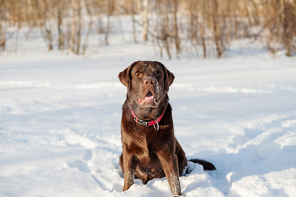 포토 JPG 해외이미지 겨울 자연 사람없음 야외 설원 산책 추위 강아지 래브라도리트리버 목줄 해외202309 해외포토 계절 휴식 눈_날씨 반려동물 개 리트리버 생태계 파일형식 반려용품