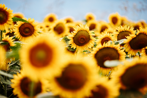 포토 JPG 해외이미지 꽃밭 해바라기 사람없음 노란색 화려 해외202309 해외포토 꽃 컬러 컨셉 파일형식