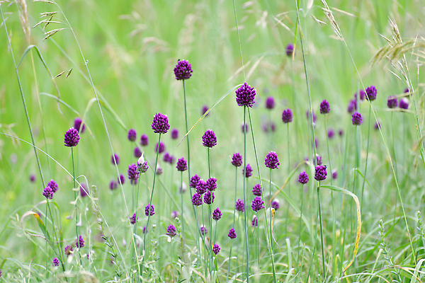 포토 JPG 해외이미지 식물 꽃 백그라운드 밭 자연 양파 마늘 씨앗 풍경 사람없음 초록색 여름 파란색 뷰티 농장 맑음 벚꽃 시골 6월 그림 천국 내추럴 밭일 많음 해외202309 해외포토 계절 컬러 컨셉 농업 채소 날씨 날짜 생태계 파일형식